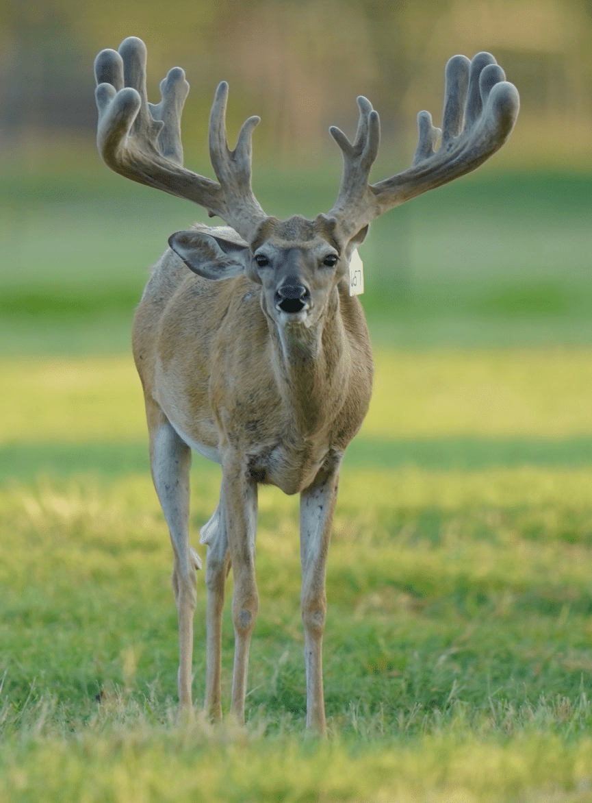 M3 Whitetails are Texas deer breeders that specialize in raising and selling whitetail Breeder Bucks, whitetail DMP Bucks, whitetail Stocker Bucks, as well as open and bred whitetail does. Big Texas Typicals are what buyers want when buying Texas DMP Bucks, Stocker Bucks, and Breeder Bucks. Our whitetail deer for sale are sure to impress prospective buyers and are priced competitively.