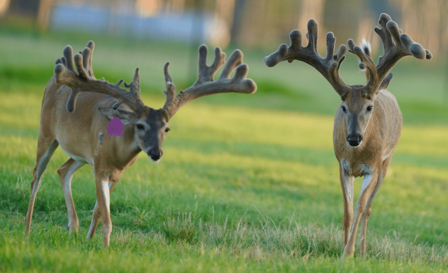 M3 Whitetails are Texas deer breeders that specialize in raising and selling whitetail Breeder Bucks, whitetail DMP Bucks, whitetail Stocker Bucks, as well as open and bred whitetail does. Big Texas Typicals are what buyers want when buying Texas DMP Bucks, Stocker Bucks, and Breeder Bucks. Our whitetail deer for sale are sure to impress prospective buyers and are priced competitively.