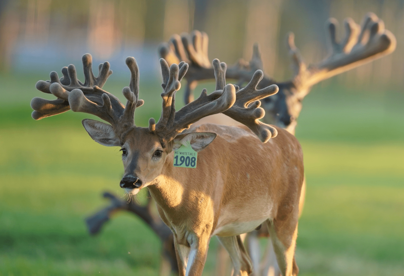 M3 Whitetails are Texas deer breeders that specialize in raising and selling whitetail Breeder Bucks, whitetail DMP Bucks, whitetail Stocker Bucks, as well as open and bred whitetail does. Big Texas Typicals are what buyers want when buying Texas DMP Bucks, Stocker Bucks, and Breeder Bucks. Our whitetail deer for sale are sure to impress prospective buyers and are priced competitively.
