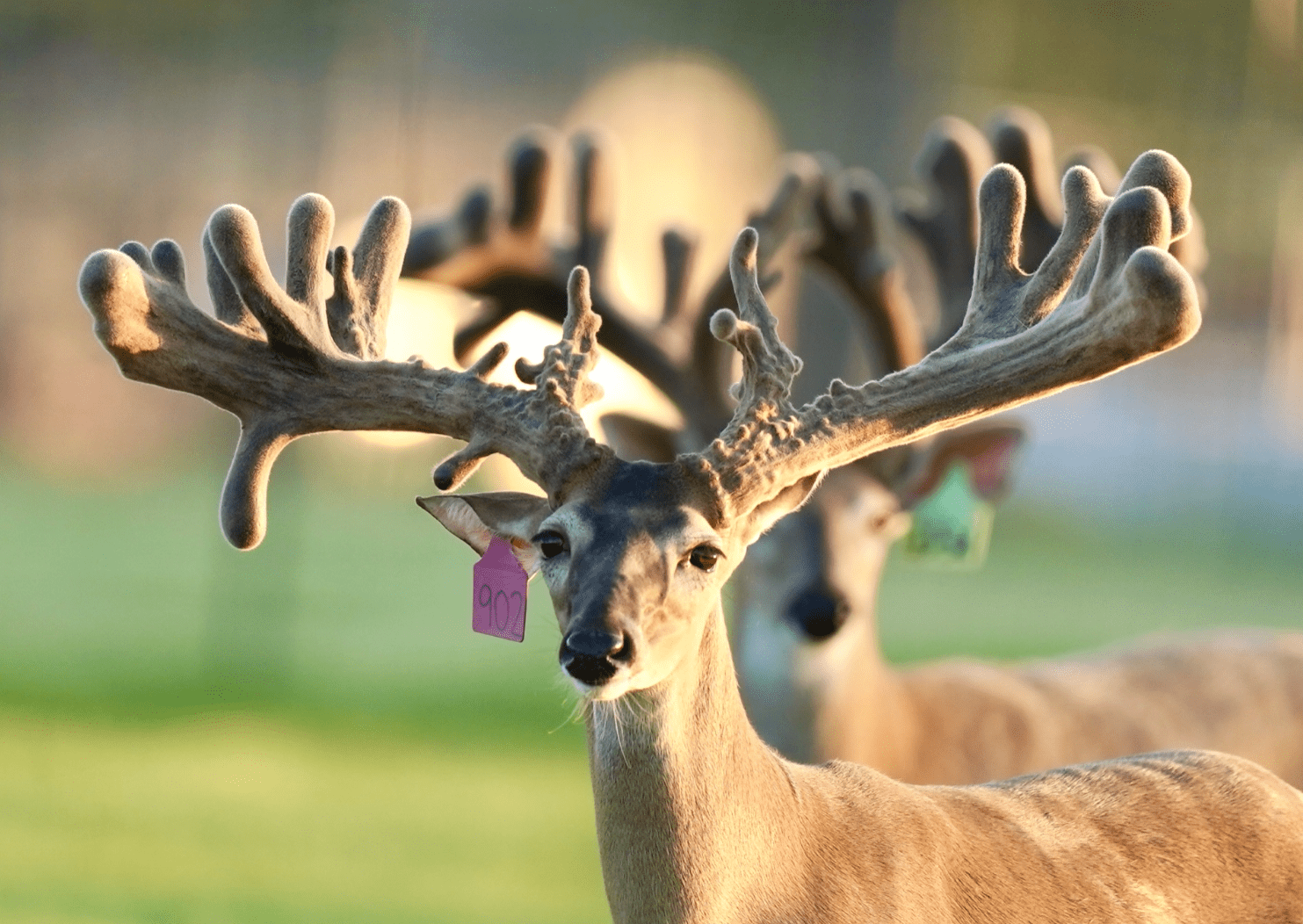 M3 Whitetails are Texas deer breeders that specialize in raising and selling whitetail Breeder Bucks, whitetail DMP Bucks, whitetail Stocker Bucks, as well as open and bred whitetail does. Big Texas Typicals are what buyers want when buying Texas DMP Bucks, Stocker Bucks, and Breeder Bucks. Our whitetail deer for sale are sure to impress prospective buyers and are priced competitively.
