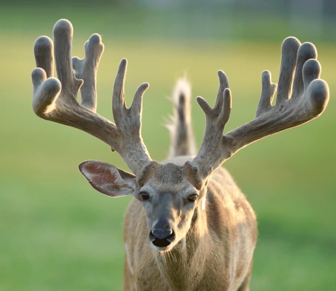 M3 Whitetails are Texas deer breeders that specialize in raising and selling whitetail Breeder Bucks, whitetail DMP Bucks, whitetail Stocker Bucks, as well as open and bred whitetail does. Big Texas Typicals are what buyers want when buying Texas DMP Bucks, Stocker Bucks, and Breeder Bucks. Our whitetail deer for sale are sure to impress prospective buyers and are priced competitively.