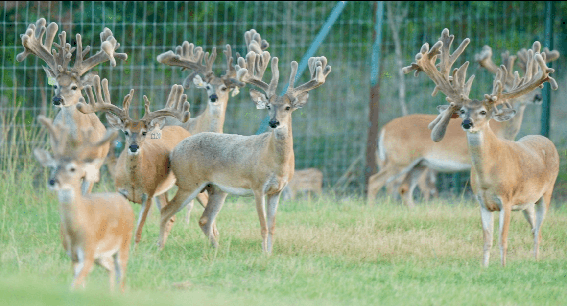 M3 Whitetails are Texas deer breeders that specialize in raising and selling whitetail Breeder Bucks, whitetail DMP Bucks, whitetail Stocker Bucks, as well as open and bred whitetail does. Big Texas Typicals are what buyers want when buying Texas DMP Bucks, Stocker Bucks, and Breeder Bucks. Our whitetail deer for sale are sure to impress prospective buyers and are priced competitively.