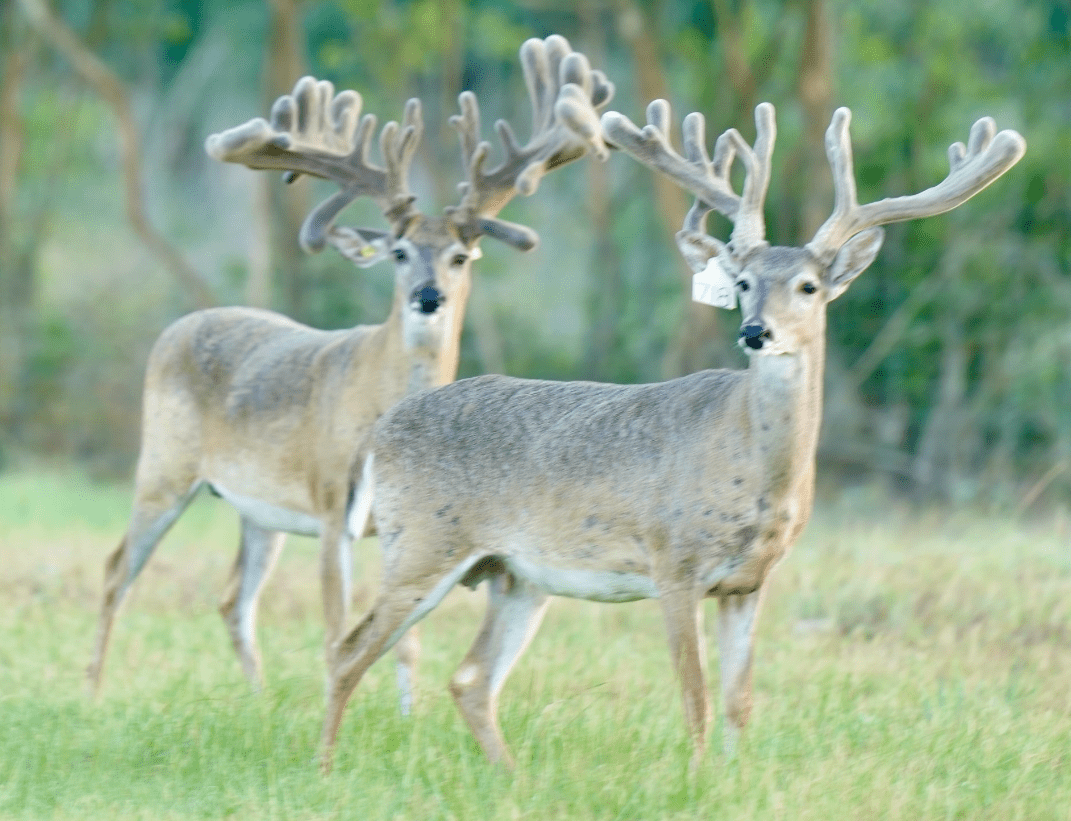 M3 Whitetails are Texas deer breeders that specialize in raising and selling whitetail Breeder Bucks, whitetail DMP Bucks, whitetail Stocker Bucks, as well as open and bred whitetail does. Big Texas Typicals are what buyers want when buying Texas DMP Bucks, Stocker Bucks, and Breeder Bucks. Our whitetail deer for sale are sure to impress prospective buyers and are priced competitively.