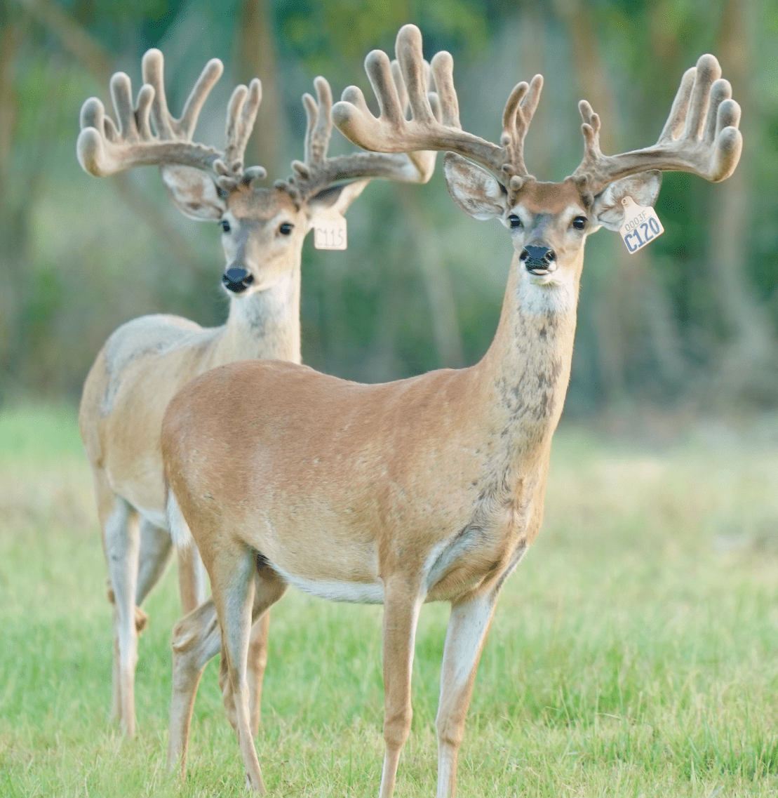 M3 Whitetails are Texas deer breeders that specialize in raising and selling whitetail Breeder Bucks, whitetail DMP Bucks, whitetail Stocker Bucks, as well as open and bred whitetail does. Big Texas Typicals are what buyers want when buying Texas DMP Bucks, Stocker Bucks, and Breeder Bucks. Our whitetail deer for sale are sure to impress prospective buyers and are priced competitively.