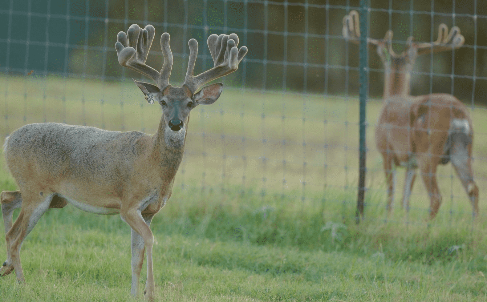 M3 Whitetails are Texas deer breeders that specialize in raising and selling whitetail Breeder Bucks, whitetail DMP Bucks, whitetail Stocker Bucks, as well as open and bred whitetail does. Big Texas Typicals are what buyers want when buying Texas DMP Bucks, Stocker Bucks, and Breeder Bucks. Our whitetail deer for sale are sure to impress prospective buyers and are priced competitively.