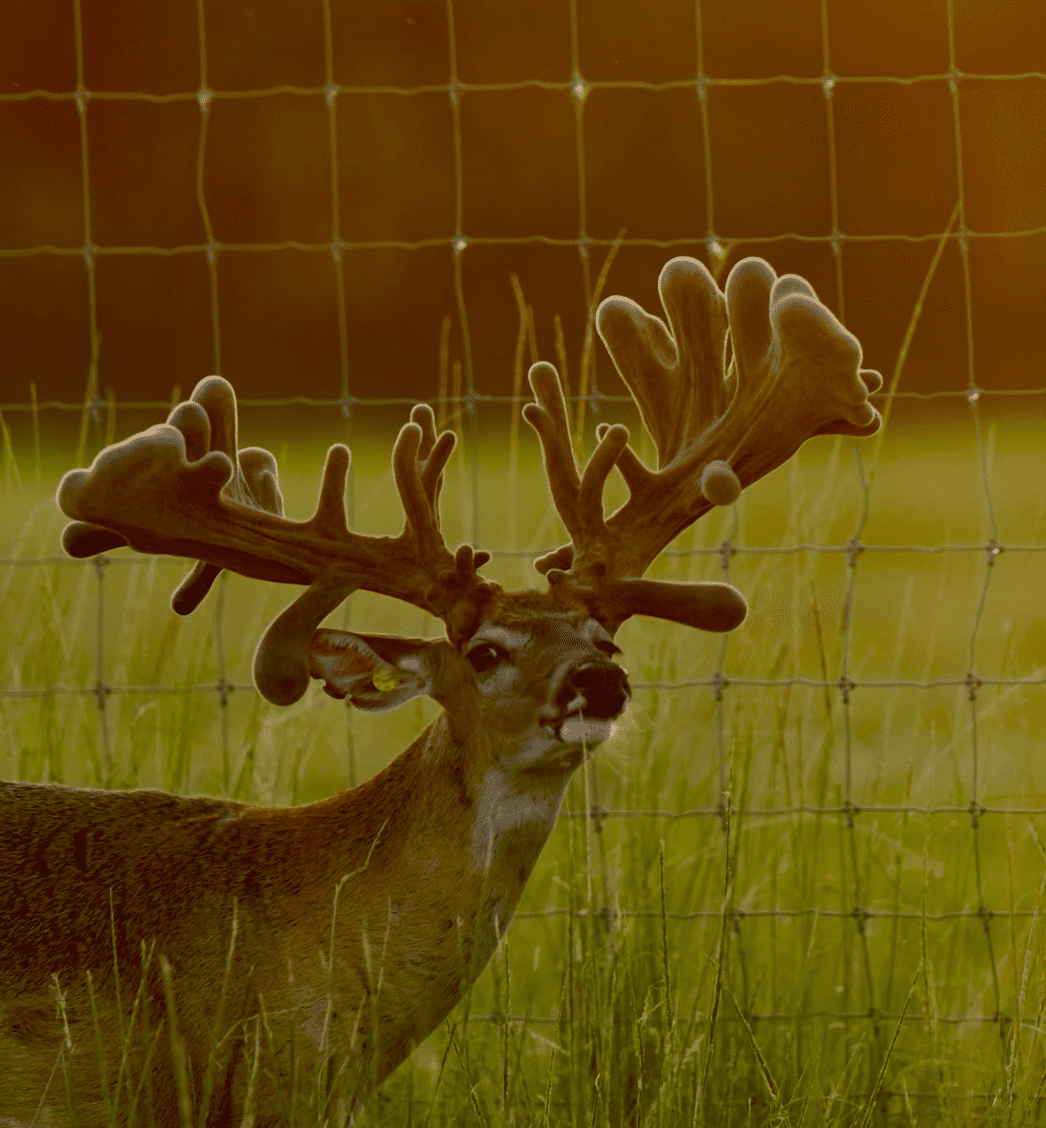 M3 Whitetails are Texas deer breeders that specialize in raising and selling whitetail Breeder Bucks, whitetail DMP Bucks, whitetail Stocker Bucks, as well as open and bred whitetail does. Big Texas Typicals are what buyers want when buying Texas DMP Bucks, Stocker Bucks, and Breeder Bucks. Our whitetail deer for sale are sure to impress prospective buyers and are priced competitively.