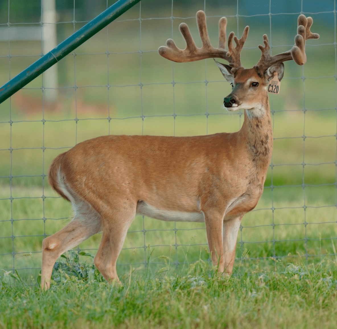 M3 Whitetails are Texas deer breeders that specialize in raising and selling whitetail Breeder Bucks, whitetail DMP Bucks, whitetail Stocker Bucks, as well as open and bred whitetail does. Big Texas Typicals are what buyers want when buying Texas DMP Bucks, Stocker Bucks, and Breeder Bucks. Our whitetail deer for sale are sure to impress prospective buyers and are priced competitively.