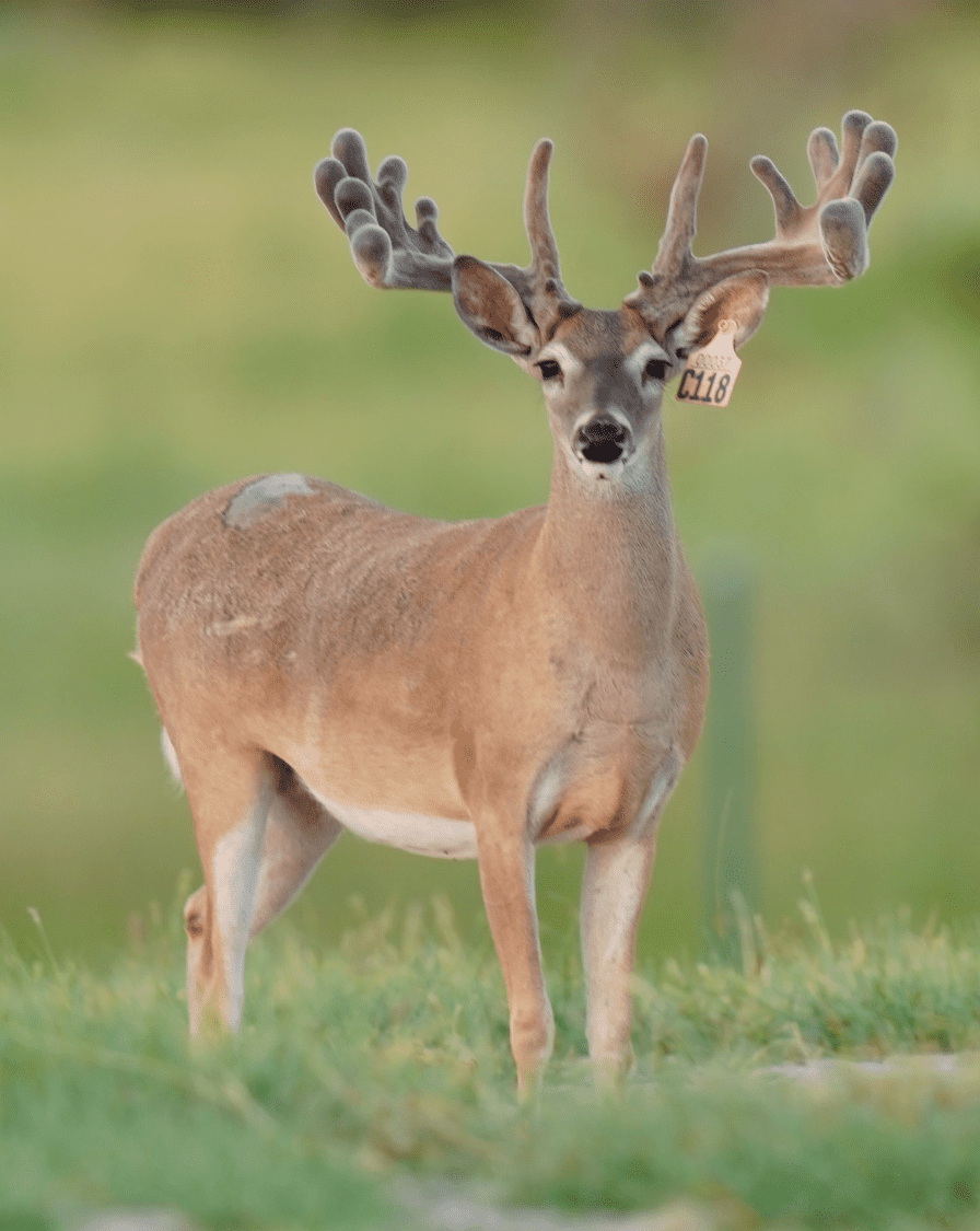 M3 Whitetails are Texas deer breeders that specialize in raising and selling whitetail Breeder Bucks, whitetail DMP Bucks, whitetail Stocker Bucks, as well as open and bred whitetail does. Big Texas Typicals are what buyers want when buying Texas DMP Bucks, Stocker Bucks, and Breeder Bucks. Our whitetail deer for sale are sure to impress prospective buyers and are priced competitively.