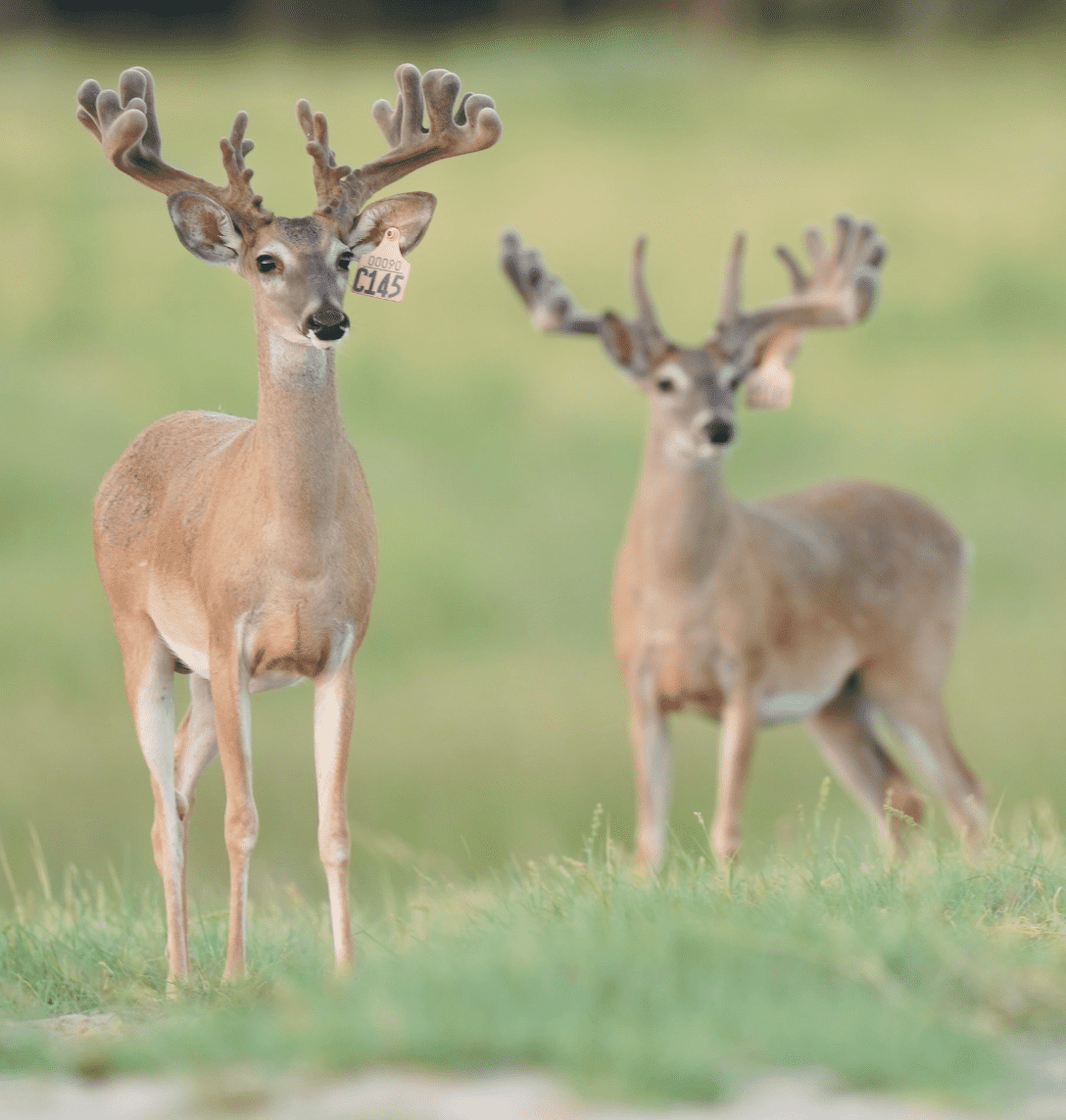 M3 Whitetails are Texas deer breeders that specialize in raising and selling whitetail Breeder Bucks, whitetail DMP Bucks, whitetail Stocker Bucks, as well as open and bred whitetail does. Big Texas Typicals are what buyers want when buying Texas DMP Bucks, Stocker Bucks, and Breeder Bucks. Our whitetail deer for sale are sure to impress prospective buyers and are priced competitively.