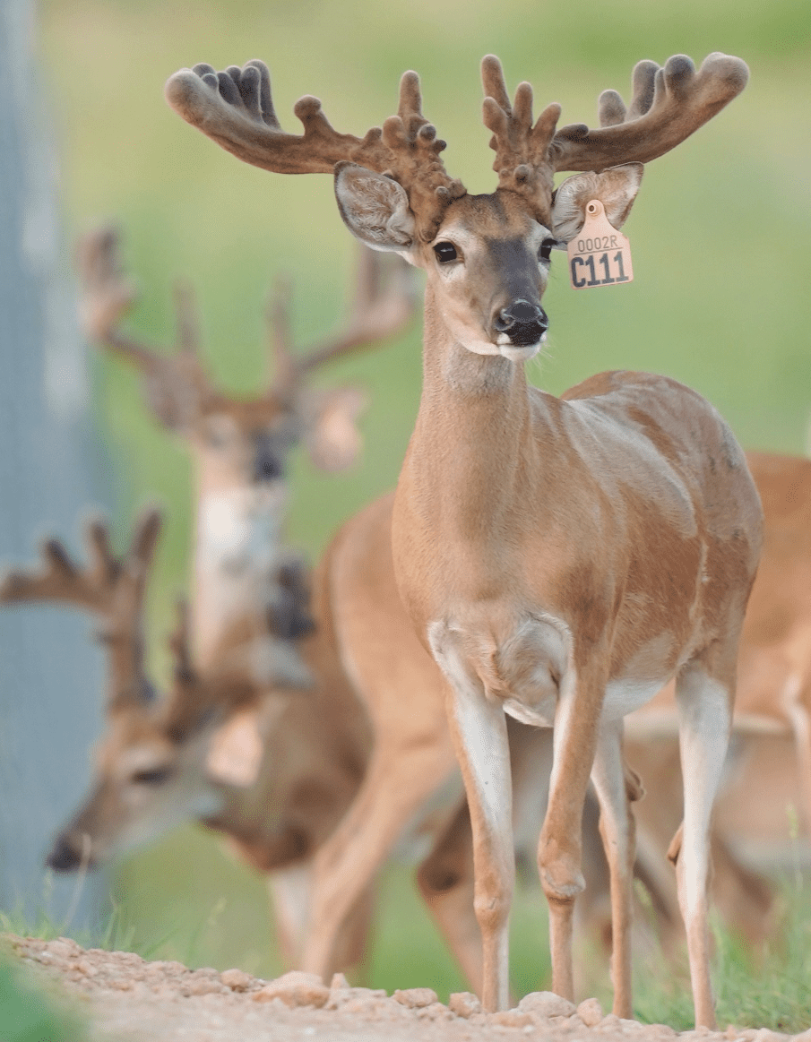 M3 Whitetails are Texas deer breeders that specialize in raising and selling whitetail Breeder Bucks, whitetail DMP Bucks, whitetail Stocker Bucks, as well as open and bred whitetail does. Big Texas Typicals are what buyers want when buying Texas DMP Bucks, Stocker Bucks, and Breeder Bucks. Our whitetail deer for sale are sure to impress prospective buyers and are priced competitively.