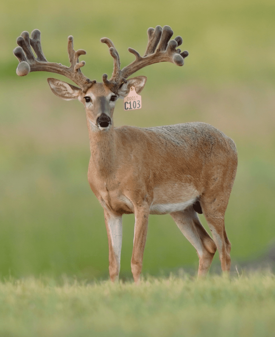 M3 Whitetails are Texas deer breeders that specialize in raising and selling whitetail Breeder Bucks, whitetail DMP Bucks, whitetail Stocker Bucks, as well as open and bred whitetail does. Big Texas Typicals are what buyers want when buying Texas DMP Bucks, Stocker Bucks, and Breeder Bucks. Our whitetail deer for sale are sure to impress prospective buyers and are priced competitively.