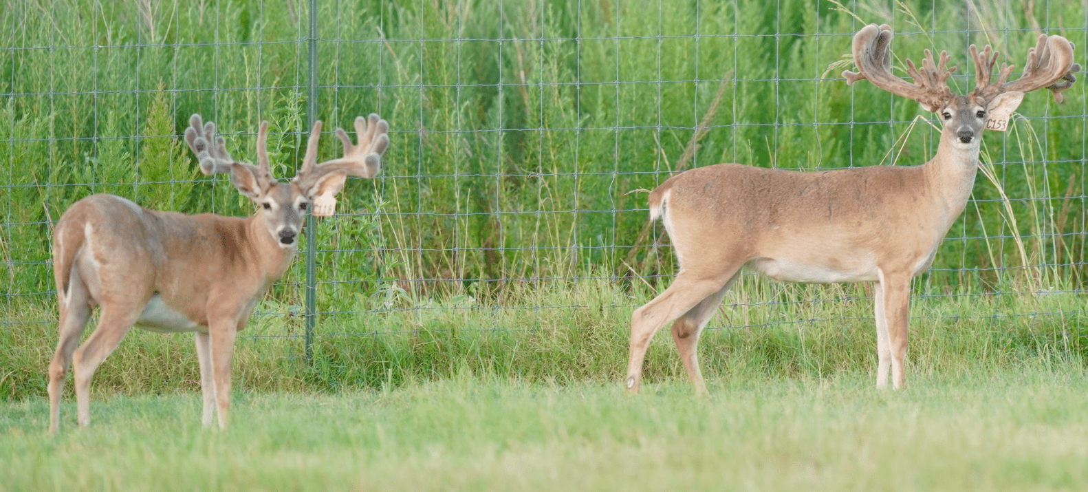 M3 Whitetails are Texas deer breeders that specialize in raising and selling whitetail Breeder Bucks, whitetail DMP Bucks, whitetail Stocker Bucks, as well as open and bred whitetail does. Big Texas Typicals are what buyers want when buying Texas DMP Bucks, Stocker Bucks, and Breeder Bucks. Our whitetail deer for sale are sure to impress prospective buyers and are priced competitively.