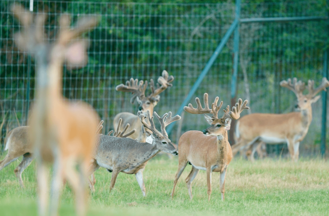 M3 Whitetails are Texas deer breeders that specialize in raising and selling whitetail Breeder Bucks, whitetail DMP Bucks, whitetail Stocker Bucks, as well as open and bred whitetail does. Big Texas Typicals are what buyers want when buying Texas DMP Bucks, Stocker Bucks, and Breeder Bucks. Our whitetail deer for sale are sure to impress prospective buyers and are priced competitively.
