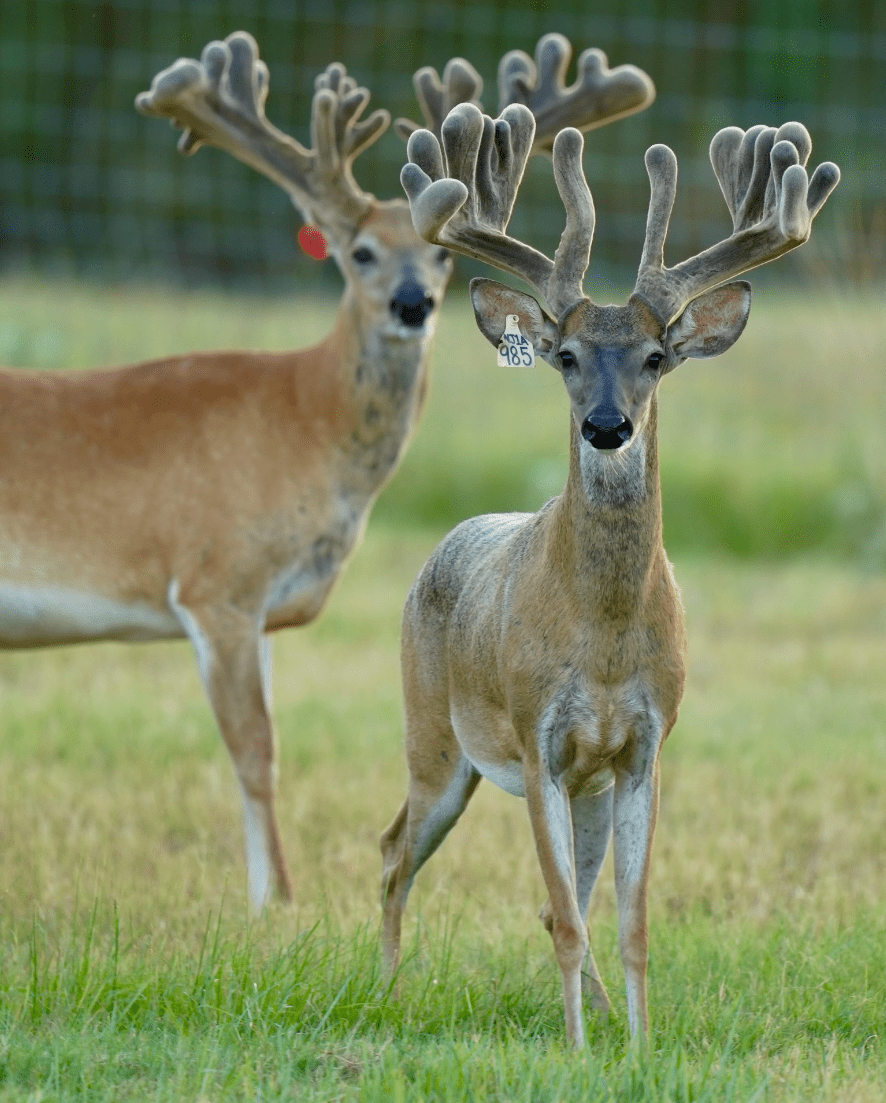 M3 Whitetails are Texas deer breeders that specialize in raising and selling whitetail Breeder Bucks, whitetail DMP Bucks, whitetail Stocker Bucks, as well as open and bred whitetail does. Big Texas Typicals are what buyers want when buying Texas DMP Bucks, Stocker Bucks, and Breeder Bucks. Our whitetail deer for sale are sure to impress prospective buyers and are priced competitively.