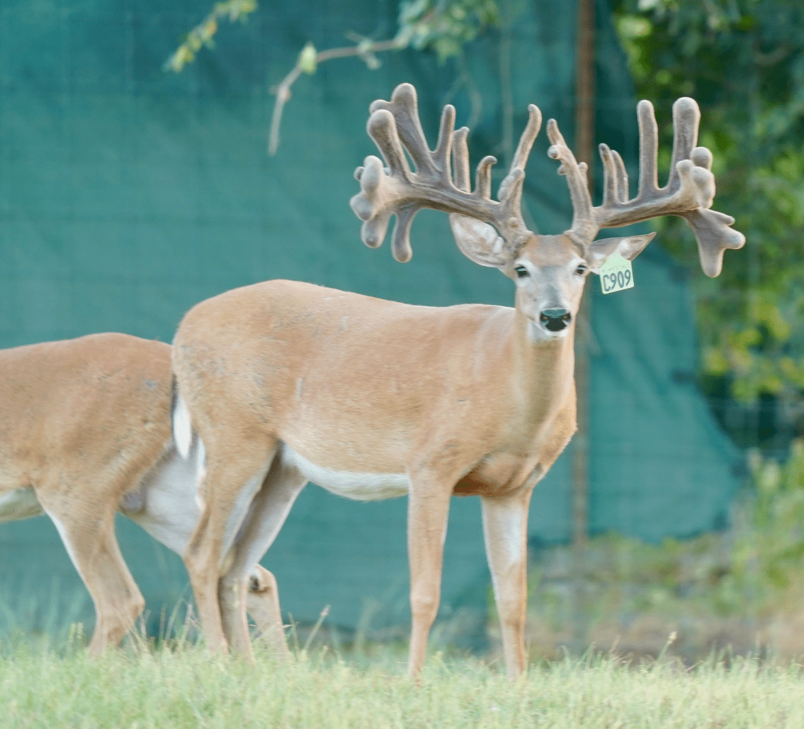 M3 Whitetails are Texas deer breeders that specialize in raising and selling whitetail Breeder Bucks, whitetail DMP Bucks, whitetail Stocker Bucks, as well as open and bred whitetail does. Big Texas Typicals are what buyers want when buying Texas DMP Bucks, Stocker Bucks, and Breeder Bucks. Our whitetail deer for sale are sure to impress prospective buyers and are priced competitively.