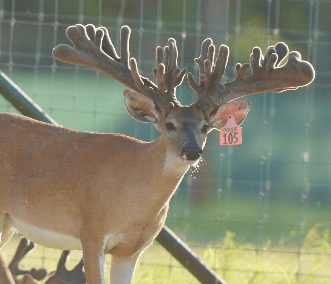 M3 Whitetails are Texas deer breeders that specialize in raising and selling whitetail Breeder Bucks, whitetail DMP Bucks, whitetail Stocker Bucks, as well as open and bred whitetail does. Big Texas Typicals are what buyers want when buying Texas DMP Bucks, Stocker Bucks, and Breeder Bucks. Our whitetail deer for sale are sure to impress prospective buyers and are priced competitively.