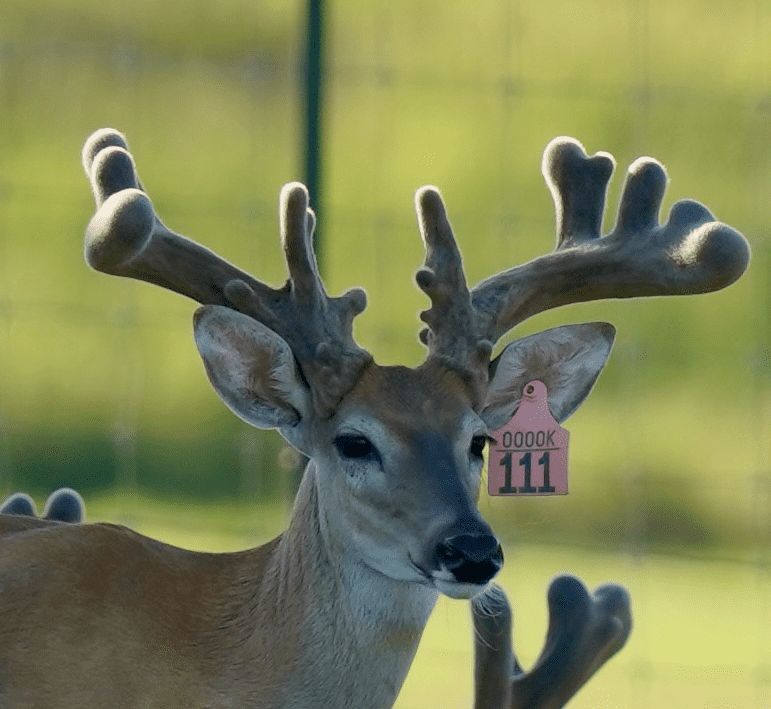 M3 Whitetails are Texas deer breeders that specialize in raising and selling whitetail Breeder Bucks, whitetail DMP Bucks, whitetail Stocker Bucks, as well as open and bred whitetail does. Big Texas Typicals are what buyers want when buying Texas DMP Bucks, Stocker Bucks, and Breeder Bucks. Our whitetail deer for sale are sure to impress prospective buyers and are priced competitively.