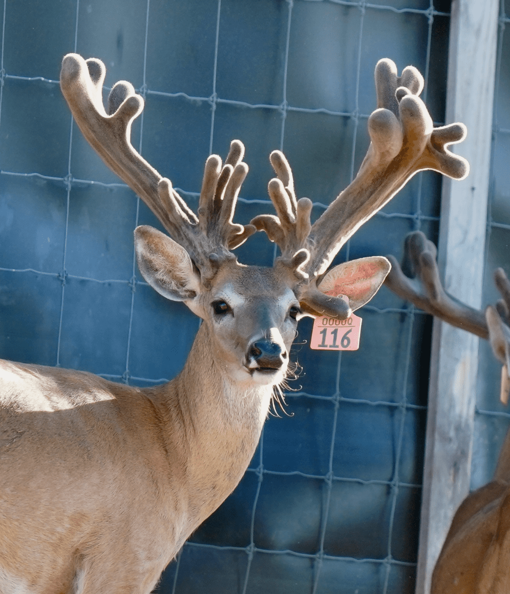 M3 Whitetails are Texas deer breeders that specialize in raising and selling whitetail Breeder Bucks, whitetail DMP Bucks, whitetail Stocker Bucks, as well as open and bred whitetail does. Big Texas Typicals are what buyers want when buying Texas DMP Bucks, Stocker Bucks, and Breeder Bucks. Our whitetail deer for sale are sure to impress prospective buyers and are priced competitively.