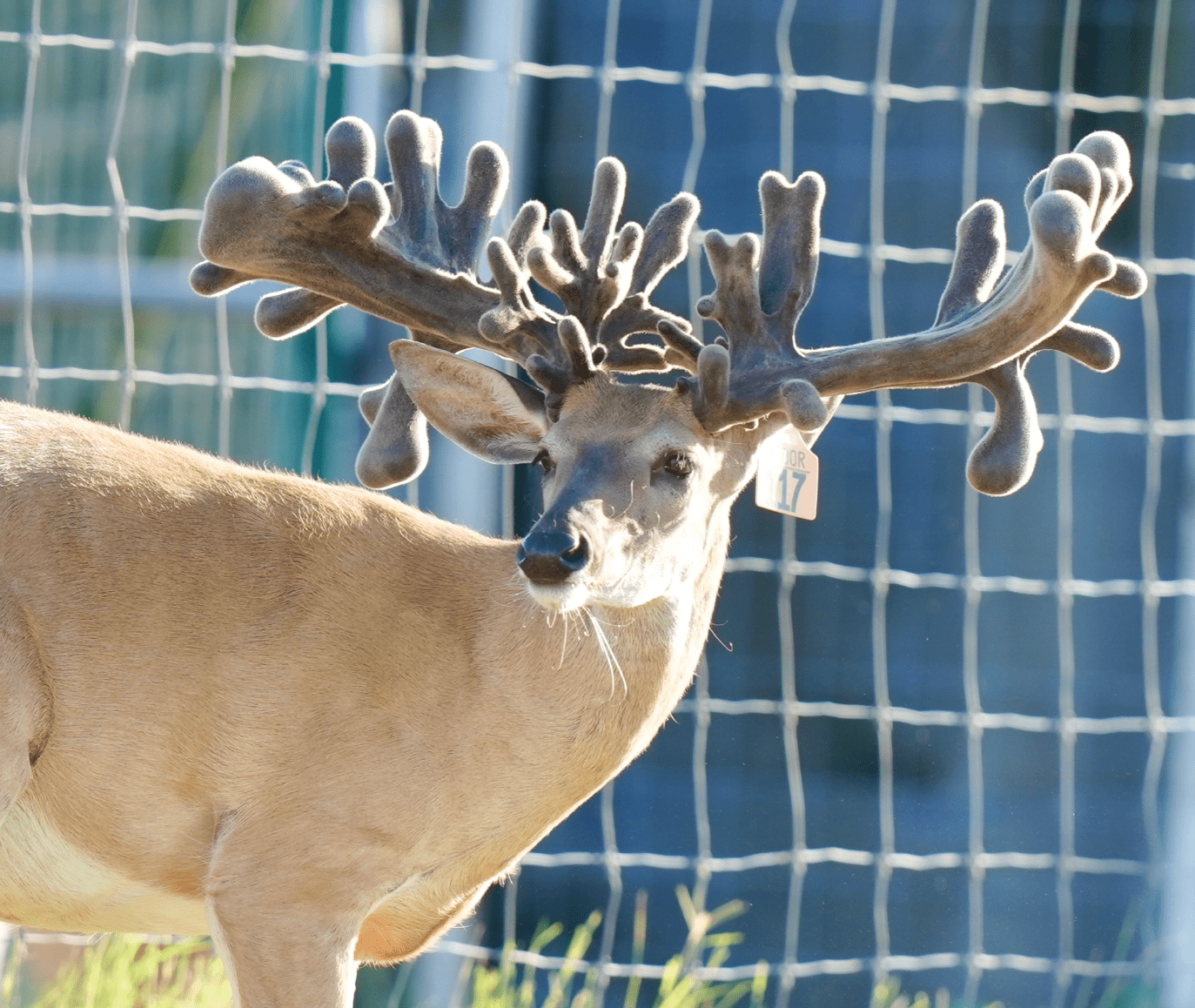 M3 Whitetails are Texas deer breeders that specialize in raising and selling whitetail Breeder Bucks, whitetail DMP Bucks, whitetail Stocker Bucks, as well as open and bred whitetail does. Big Texas Typicals are what buyers want when buying Texas DMP Bucks, Stocker Bucks, and Breeder Bucks. Our whitetail deer for sale are sure to impress prospective buyers and are priced competitively.