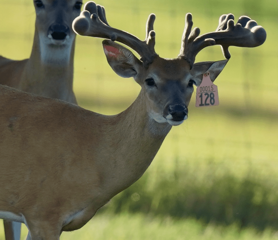 M3 Whitetails are Texas deer breeders that specialize in raising and selling whitetail Breeder Bucks, whitetail DMP Bucks, whitetail Stocker Bucks, as well as open and bred whitetail does. Big Texas Typicals are what buyers want when buying Texas DMP Bucks, Stocker Bucks, and Breeder Bucks. Our whitetail deer for sale are sure to impress prospective buyers and are priced competitively.