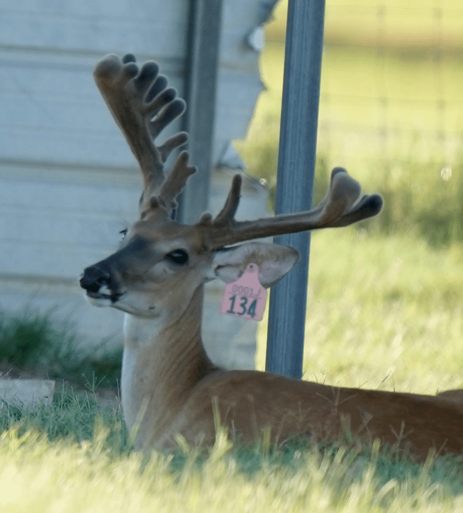 M3 Whitetails are Texas deer breeders that specialize in raising and selling whitetail Breeder Bucks, whitetail DMP Bucks, whitetail Stocker Bucks, as well as open and bred whitetail does. Big Texas Typicals are what buyers want when buying Texas DMP Bucks, Stocker Bucks, and Breeder Bucks. Our whitetail deer for sale are sure to impress prospective buyers and are priced competitively.