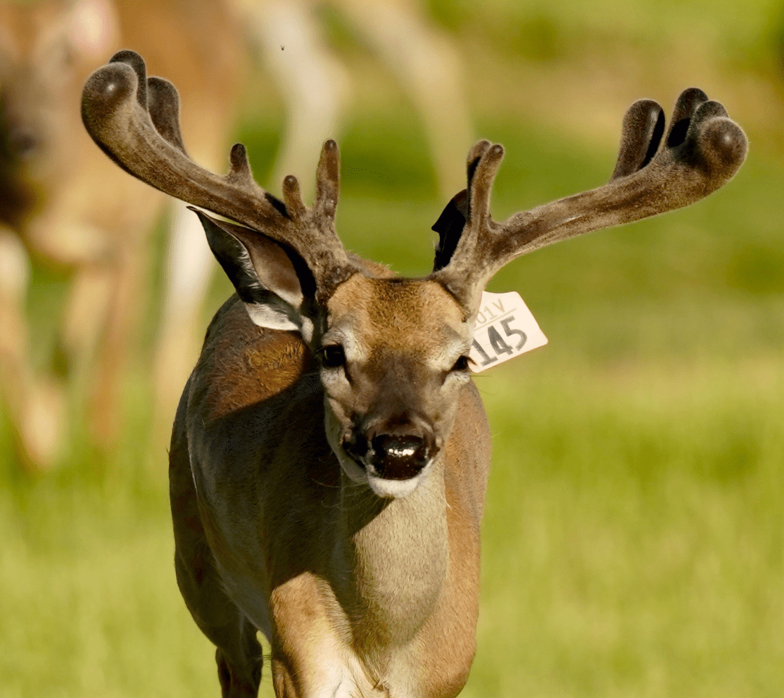 M3 Whitetails are Texas deer breeders that specialize in raising and selling whitetail Breeder Bucks, whitetail DMP Bucks, whitetail Stocker Bucks, as well as open and bred whitetail does. Big Texas Typicals are what buyers want when buying Texas DMP Bucks, Stocker Bucks, and Breeder Bucks. Our whitetail deer for sale are sure to impress prospective buyers and are priced competitively.