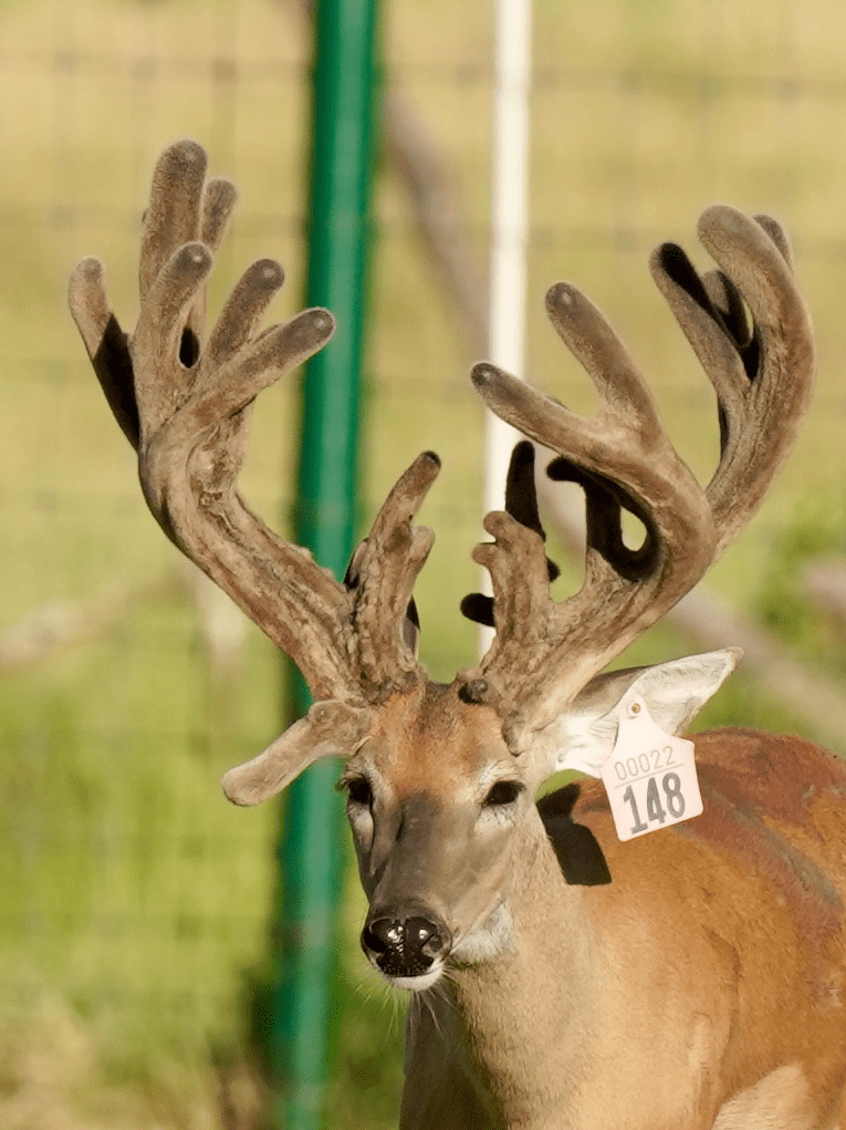 M3 Whitetails are Texas deer breeders that specialize in raising and selling whitetail Breeder Bucks, whitetail DMP Bucks, whitetail Stocker Bucks, as well as open and bred whitetail does. Big Texas Typicals are what buyers want when buying Texas DMP Bucks, Stocker Bucks, and Breeder Bucks. Our whitetail deer for sale are sure to impress prospective buyers and are priced competitively.