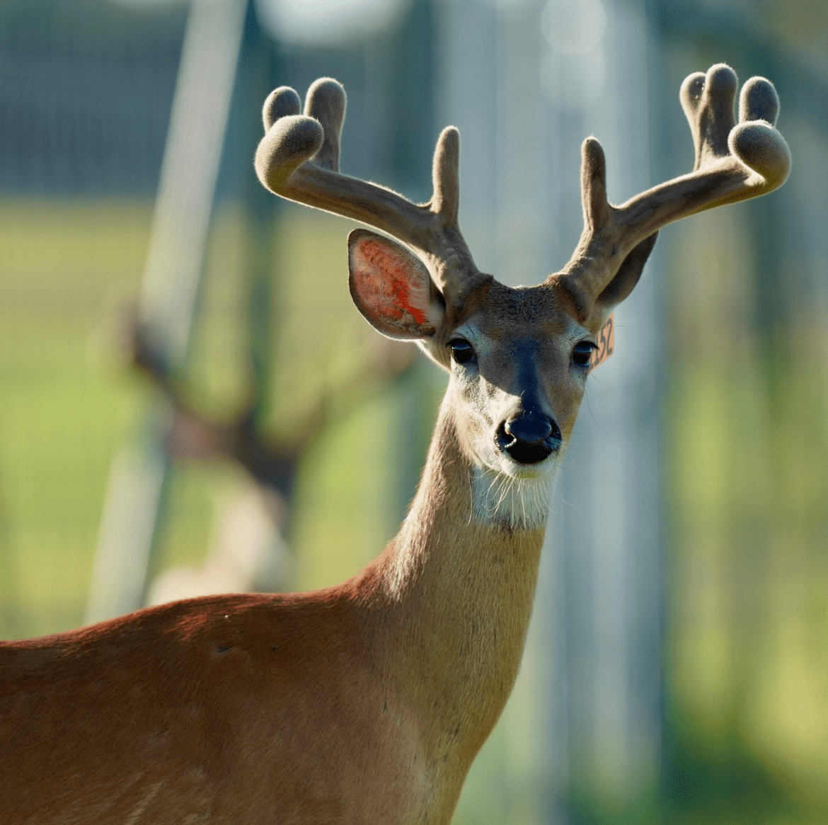 M3 Whitetails are Texas deer breeders that specialize in raising and selling whitetail Breeder Bucks, whitetail DMP Bucks, whitetail Stocker Bucks, as well as open and bred whitetail does. Big Texas Typicals are what buyers want when buying Texas DMP Bucks, Stocker Bucks, and Breeder Bucks. Our whitetail deer for sale are sure to impress prospective buyers and are priced competitively.
