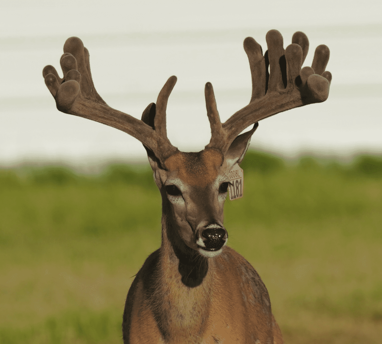 M3 Whitetails are Texas deer breeders that specialize in raising and selling whitetail Breeder Bucks, whitetail DMP Bucks, whitetail Stocker Bucks, as well as open and bred whitetail does. Big Texas Typicals are what buyers want when buying Texas DMP Bucks, Stocker Bucks, and Breeder Bucks. Our whitetail deer for sale are sure to impress prospective buyers and are priced competitively.