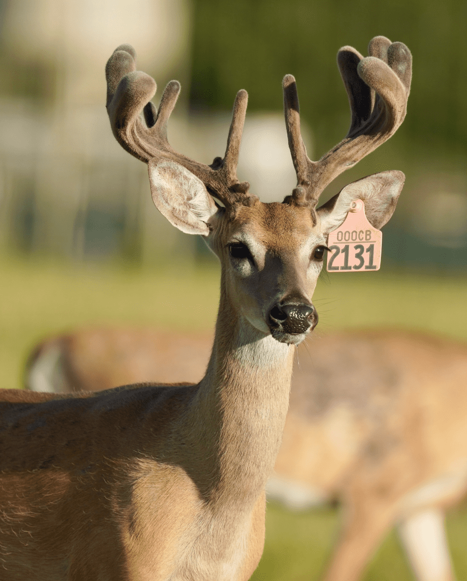 M3 Whitetails are Texas deer breeders that specialize in raising and selling whitetail Breeder Bucks, whitetail DMP Bucks, whitetail Stocker Bucks, as well as open and bred whitetail does. Big Texas Typicals are what buyers want when buying Texas DMP Bucks, Stocker Bucks, and Breeder Bucks. Our whitetail deer for sale are sure to impress prospective buyers and are priced competitively.