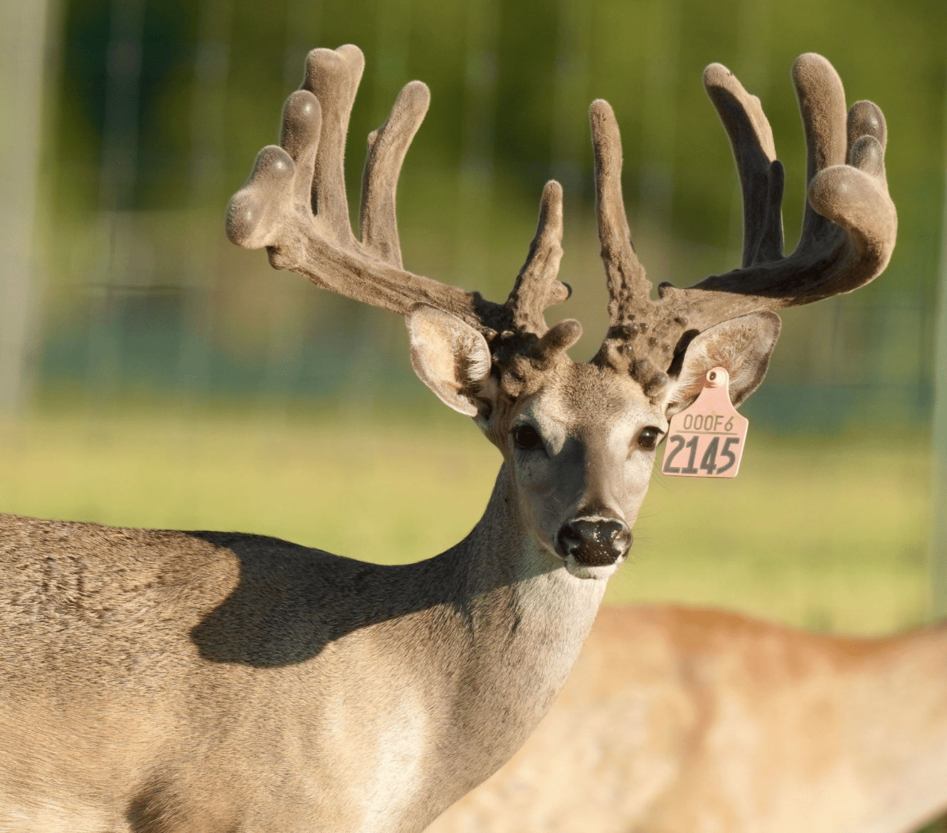 M3 Whitetails are Texas deer breeders that specialize in raising and selling whitetail Breeder Bucks, whitetail DMP Bucks, whitetail Stocker Bucks, as well as open and bred whitetail does. Big Texas Typicals are what buyers want when buying Texas DMP Bucks, Stocker Bucks, and Breeder Bucks. Our whitetail deer for sale are sure to impress prospective buyers and are priced competitively.
