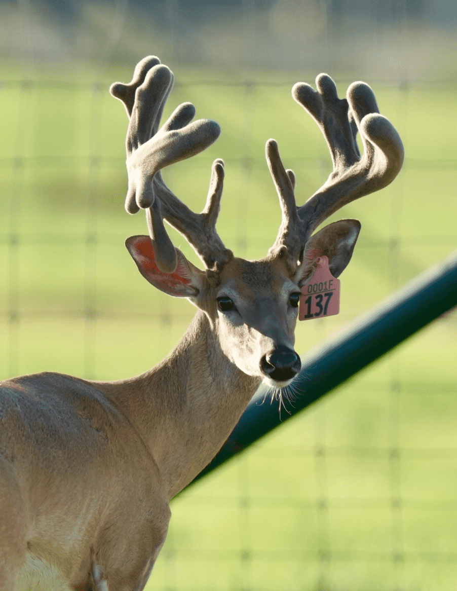 M3 Whitetails are Texas deer breeders that specialize in raising and selling whitetail Breeder Bucks, whitetail DMP Bucks, whitetail Stocker Bucks, as well as open and bred whitetail does. Big Texas Typicals are what buyers want when buying Texas DMP Bucks, Stocker Bucks, and Breeder Bucks. Our whitetail deer for sale are sure to impress prospective buyers and are priced competitively.