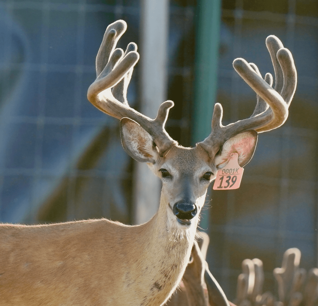 M3 Whitetails are Texas deer breeders that specialize in raising and selling whitetail Breeder Bucks, whitetail DMP Bucks, whitetail Stocker Bucks, as well as open and bred whitetail does. Big Texas Typicals are what buyers want when buying Texas DMP Bucks, Stocker Bucks, and Breeder Bucks. Our whitetail deer for sale are sure to impress prospective buyers and are priced competitively.