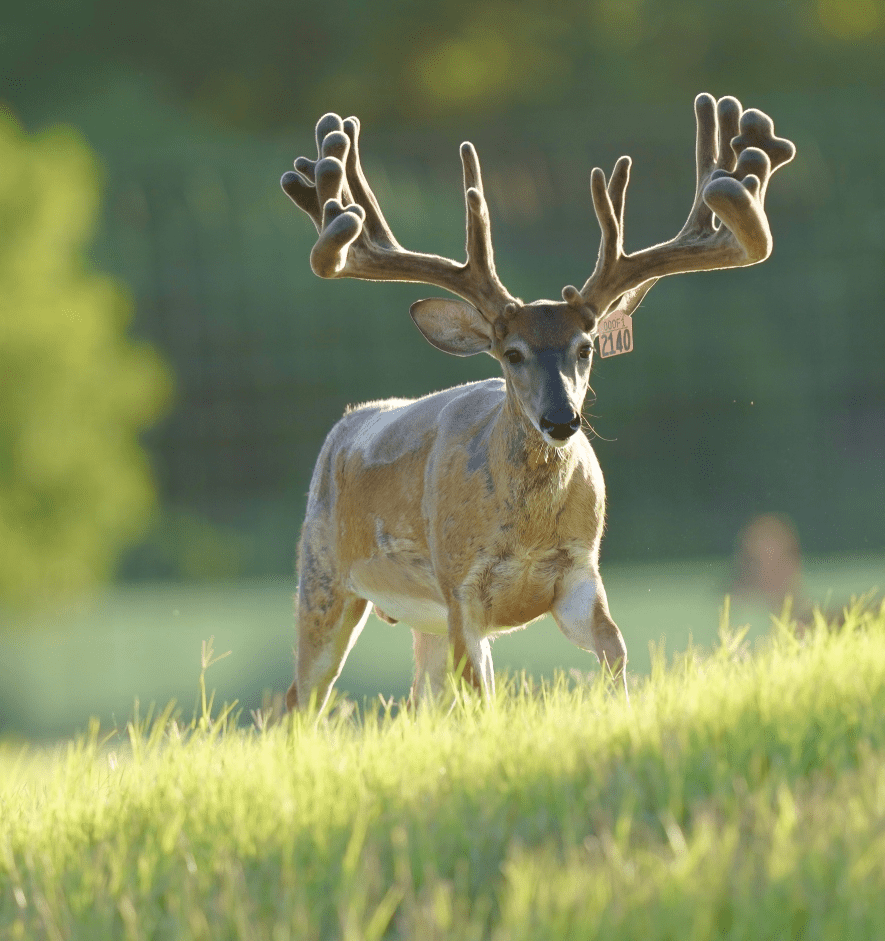 M3 Whitetails are Texas deer breeders that specialize in raising and selling whitetail Breeder Bucks, whitetail DMP Bucks, whitetail Stocker Bucks, as well as open and bred whitetail does. Big Texas Typicals are what buyers want when buying Texas DMP Bucks, Stocker Bucks, and Breeder Bucks. Our whitetail deer for sale are sure to impress prospective buyers and are priced competitively.