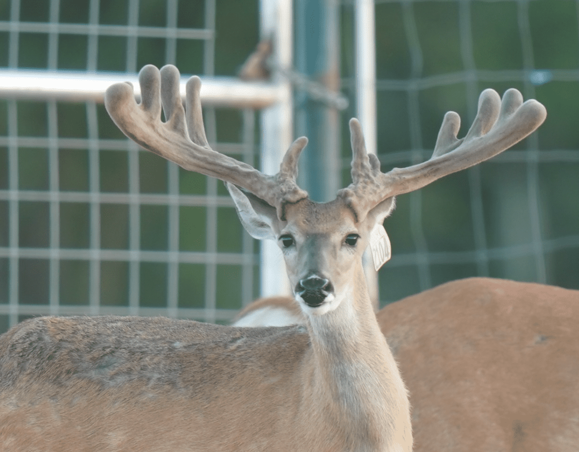 M3 Whitetails are Texas deer breeders that specialize in raising and selling whitetail Breeder Bucks, whitetail DMP Bucks, whitetail Stocker Bucks, as well as open and bred whitetail does. Big Texas Typicals are what buyers want when buying Texas DMP Bucks, Stocker Bucks, and Breeder Bucks. Our whitetail deer for sale are sure to impress prospective buyers and are priced competitively.