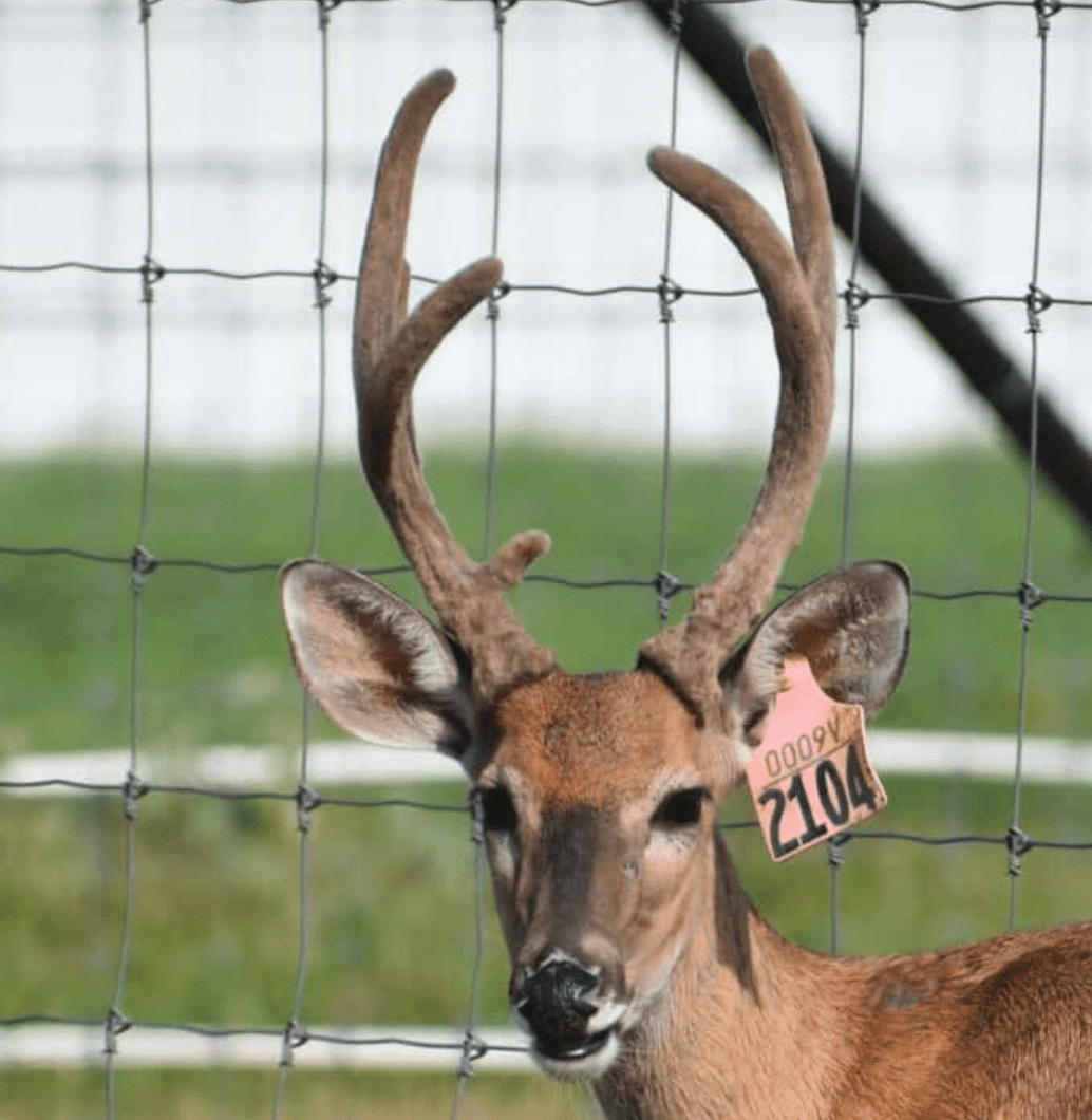 M3 Whitetails are Texas deer breeders that specialize in raising and selling whitetail Breeder Bucks, whitetail DMP Bucks, whitetail Stocker Bucks, as well as open and bred whitetail does. Big Texas Typicals are what buyers want when buying Texas DMP Bucks, Stocker Bucks, and Breeder Bucks. Our whitetail deer for sale are sure to impress prospective buyers and are priced competitively.