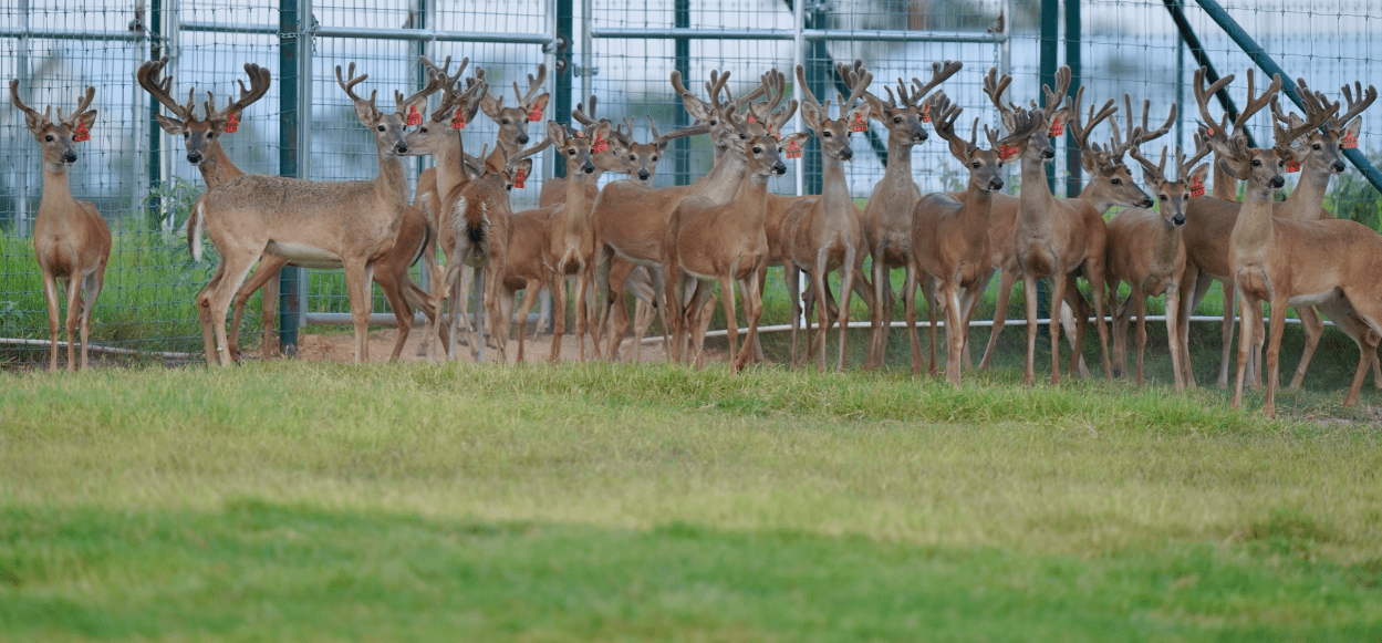 M3 Whitetails are Texas deer breeders that specialize in raising and selling whitetail Breeder Bucks, whitetail DMP Bucks, whitetail Stocker Bucks, as well as open and bred whitetail does. Big Texas Typicals are what buyers want when buying Texas DMP Bucks, Stocker Bucks, and Breeder Bucks. Our whitetail deer for sale are sure to impress prospective buyers and are priced competitively.
