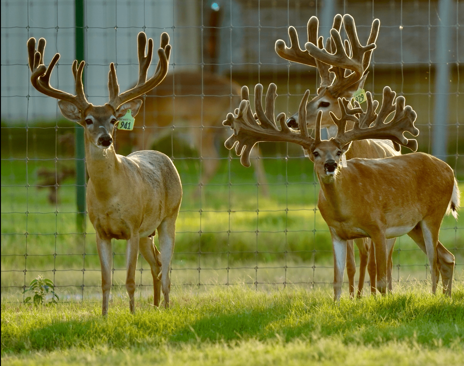 M3 Whitetails are Texas deer breeders that specialize in raising and selling whitetail Breeder Bucks, whitetail DMP Bucks, whitetail Stocker Bucks, as well as open and bred whitetail does. Big Texas Typicals are what buyers want when buying Texas DMP Bucks, Stocker Bucks, and Breeder Bucks. Our whitetail deer for sale are sure to impress prospective buyers and are priced competitively.