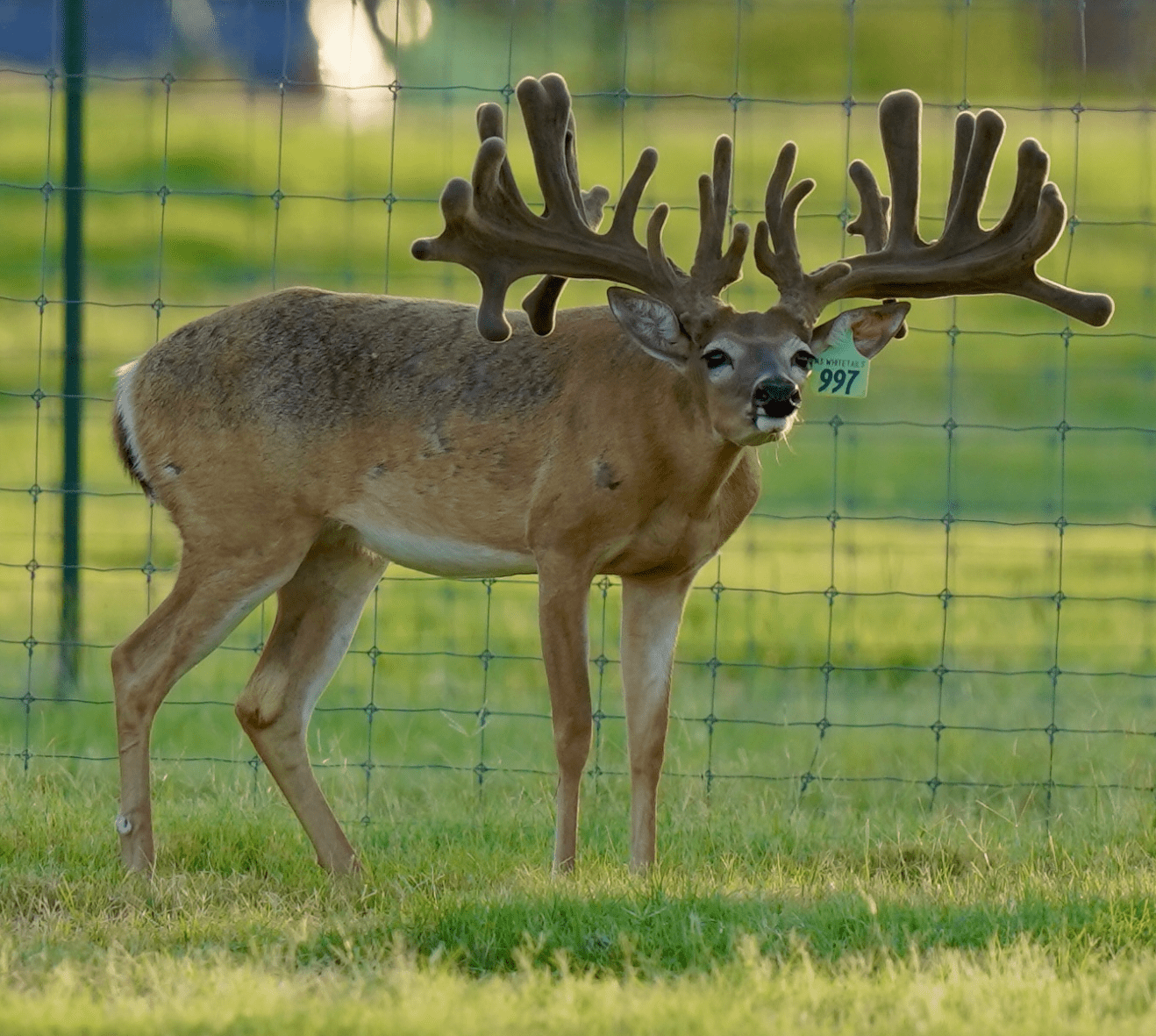 M3 Whitetails are Texas deer breeders that specialize in raising and selling whitetail Breeder Bucks, whitetail DMP Bucks, whitetail Stocker Bucks, as well as open and bred whitetail does. Big Texas Typicals are what buyers want when buying Texas DMP Bucks, Stocker Bucks, and Breeder Bucks. Our whitetail deer for sale are sure to impress prospective buyers and are priced competitively.