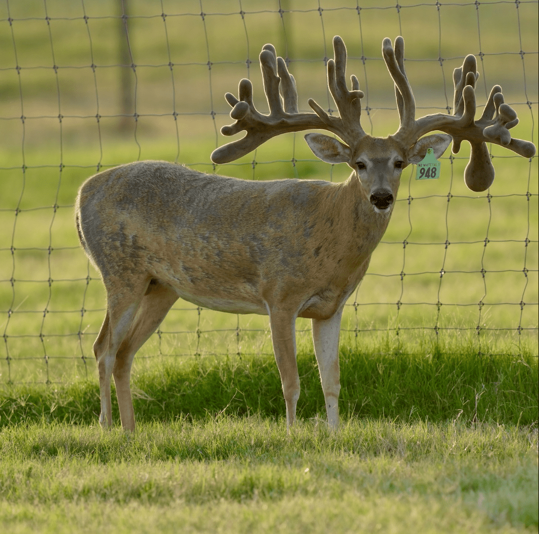 M3 Whitetails are Texas deer breeders that specialize in raising and selling whitetail Breeder Bucks, whitetail DMP Bucks, whitetail Stocker Bucks, as well as open and bred whitetail does. Big Texas Typicals are what buyers want when buying Texas DMP Bucks, Stocker Bucks, and Breeder Bucks. Our whitetail deer for sale are sure to impress prospective buyers and are priced competitively.