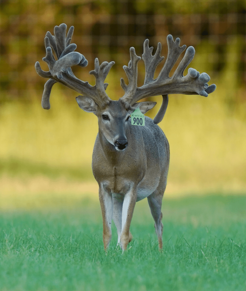 M3 Whitetails are Texas deer breeders that specialize in raising and selling whitetail Breeder Bucks, whitetail DMP Bucks, whitetail Stocker Bucks, as well as open and bred whitetail does. Big Texas Typicals are what buyers want when buying Texas DMP Bucks, Stocker Bucks, and Breeder Bucks. Our whitetail deer for sale are sure to impress prospective buyers and are priced competitively.