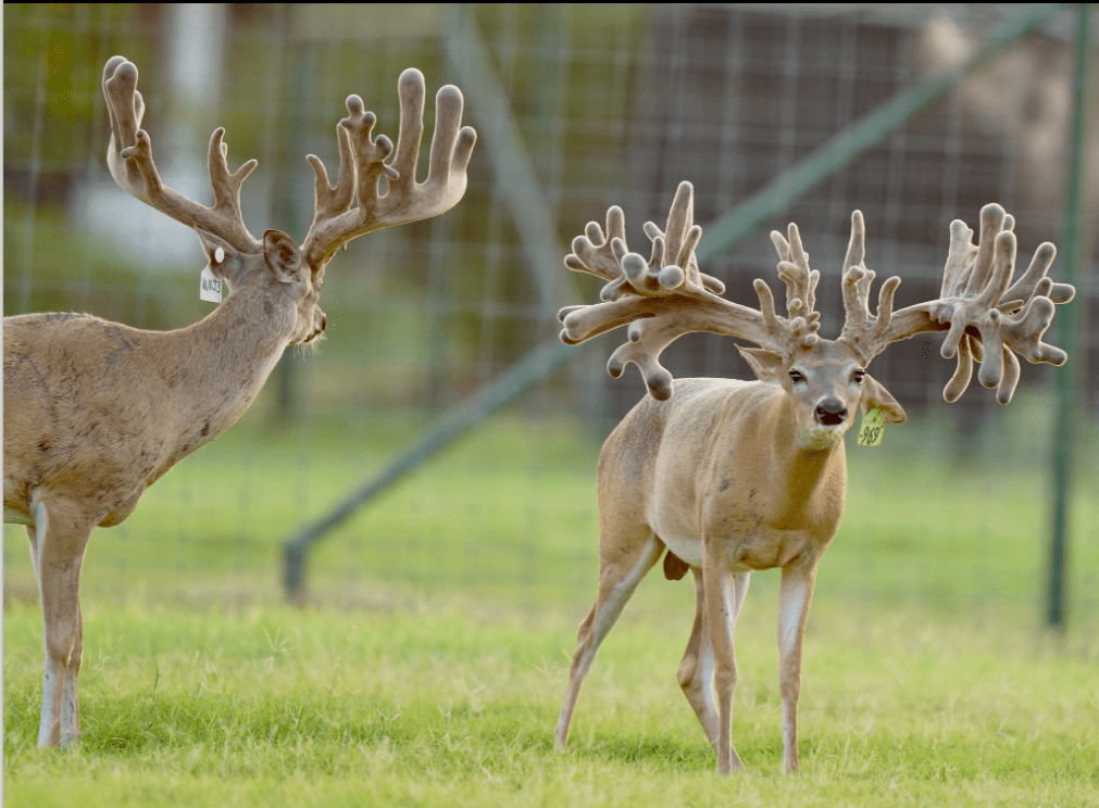 M3 Whitetails are Texas deer breeders that specialize in raising and selling whitetail Breeder Bucks, whitetail DMP Bucks, whitetail Stocker Bucks, as well as open and bred whitetail does. Big Texas Typicals are what buyers want when buying Texas DMP Bucks, Stocker Bucks, and Breeder Bucks. Our whitetail deer for sale are sure to impress prospective buyers and are priced competitively.