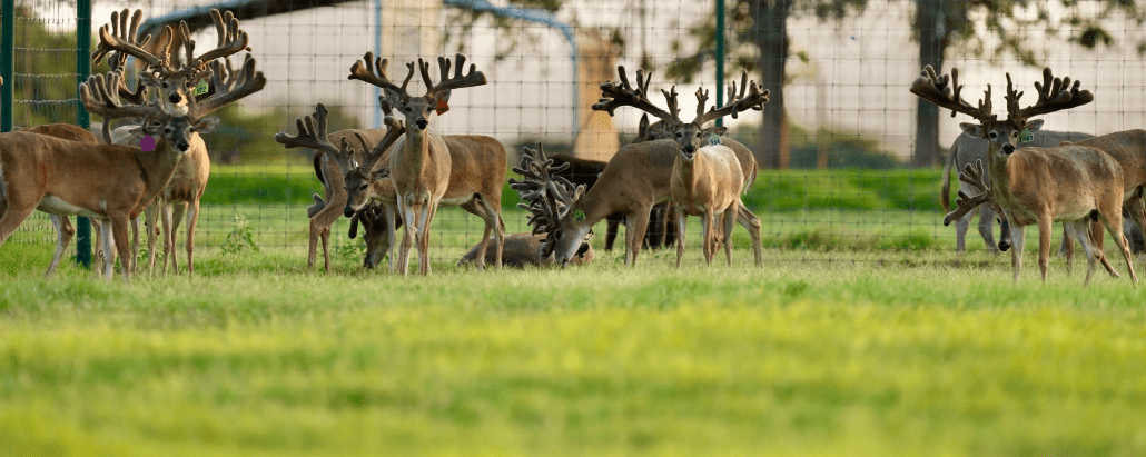 M3 Whitetails are Texas deer breeders that specialize in raising and selling whitetail Breeder Bucks, whitetail DMP Bucks, whitetail Stocker Bucks, as well as open and bred whitetail does. Big Texas Typicals are what buyers want when buying Texas DMP Bucks, Stocker Bucks, and Breeder Bucks. Our whitetail deer for sale are sure to impress prospective buyers and are priced competitively.