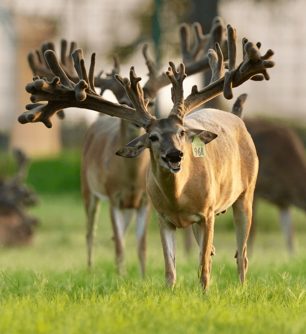 M3 Whitetails are Texas deer breeders that specialize in raising and selling whitetail Breeder Bucks, whitetail DMP Bucks, whitetail Stocker Bucks, as well as open and bred whitetail does. Big Texas Typicals are what buyers want when buying Texas DMP Bucks, Stocker Bucks, and Breeder Bucks. Our whitetail deer for sale are sure to impress prospective buyers and are priced competitively.