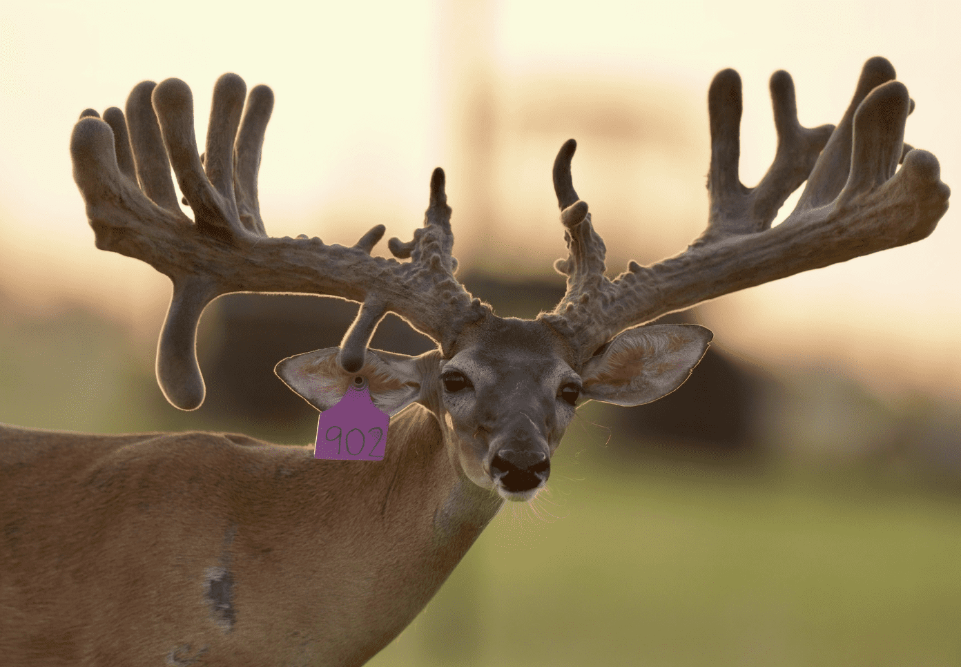 M3 Whitetails are Texas deer breeders that specialize in raising and selling whitetail Breeder Bucks, whitetail DMP Bucks, whitetail Stocker Bucks, as well as open and bred whitetail does. Big Texas Typicals are what buyers want when buying Texas DMP Bucks, Stocker Bucks, and Breeder Bucks. Our whitetail deer for sale are sure to impress prospective buyers and are priced competitively.
