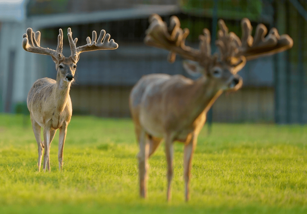 M3 Whitetails are Texas deer breeders that specialize in raising and selling whitetail Breeder Bucks, whitetail DMP Bucks, whitetail Stocker Bucks, as well as open and bred whitetail does. Big Texas Typicals are what buyers want when buying Texas DMP Bucks, Stocker Bucks, and Breeder Bucks. Our whitetail deer for sale are sure to impress prospective buyers and are priced competitively.