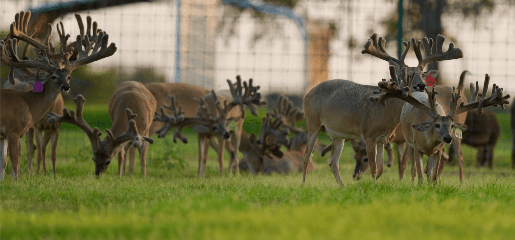 M3 Whitetails are Texas deer breeders that specialize in raising and selling whitetail Breeder Bucks, whitetail DMP Bucks, whitetail Stocker Bucks, as well as open and bred whitetail does. Big Texas Typicals are what buyers want when buying Texas DMP Bucks, Stocker Bucks, and Breeder Bucks. Our whitetail deer for sale are sure to impress prospective buyers and are priced competitively.