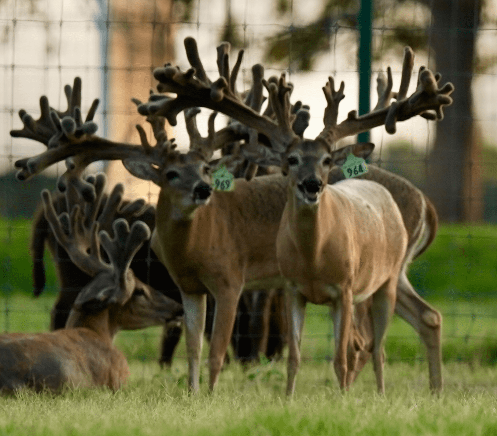 M3 Whitetails are Texas deer breeders that specialize in raising and selling whitetail Breeder Bucks, whitetail DMP Bucks, whitetail Stocker Bucks, as well as open and bred whitetail does. Big Texas Typicals are what buyers want when buying Texas DMP Bucks, Stocker Bucks, and Breeder Bucks. Our whitetail deer for sale are sure to impress prospective buyers and are priced competitively.