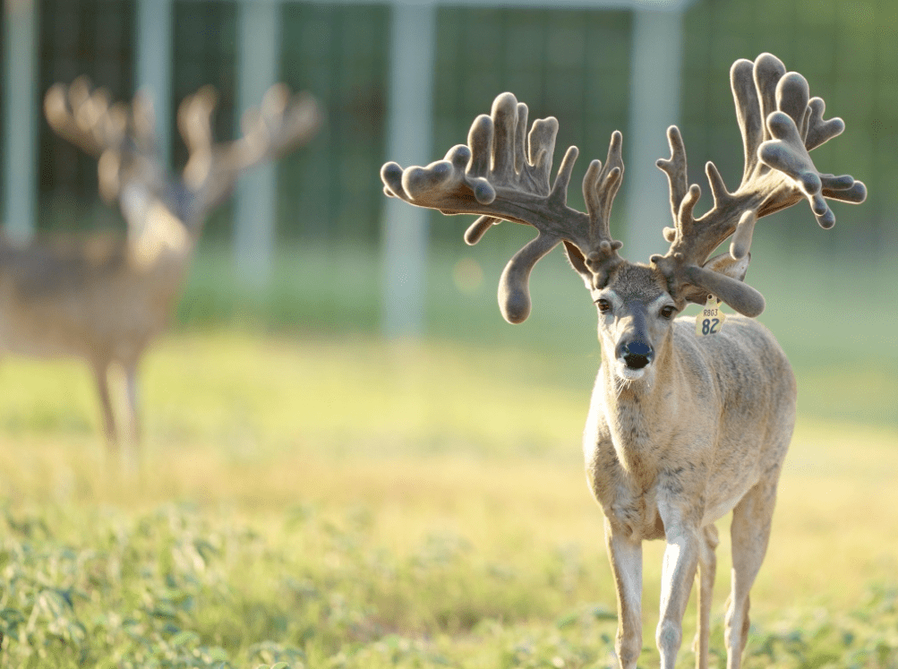 M3 Whitetails are Texas deer breeders that specialize in raising and selling whitetail Breeder Bucks, whitetail DMP Bucks, whitetail Stocker Bucks, as well as open and bred whitetail does. Big Texas Typicals are what buyers want when buying Texas DMP Bucks, Stocker Bucks, and Breeder Bucks. Our whitetail deer for sale are sure to impress prospective buyers and are priced competitively.