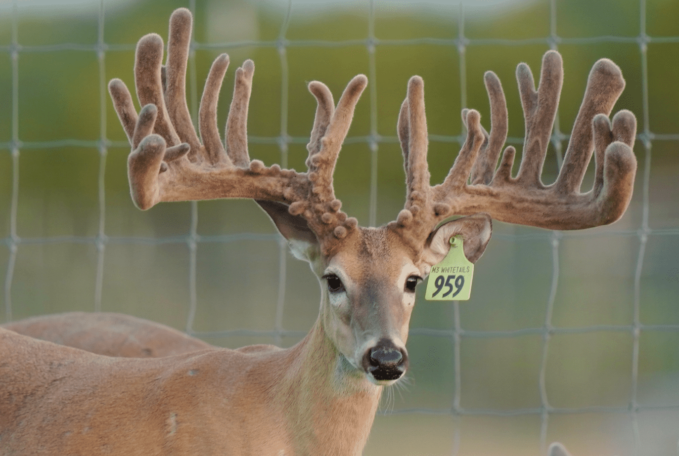 M3 Whitetails are Texas deer breeders that specialize in raising and selling whitetail Breeder Bucks, whitetail DMP Bucks, whitetail Stocker Bucks, as well as open and bred whitetail does. Big Texas Typicals are what buyers want when buying Texas DMP Bucks, Stocker Bucks, and Breeder Bucks. Our whitetail deer for sale are sure to impress prospective buyers and are priced competitively.